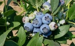 Biloxi Southern Highbush Blueberry - 1 Gallon Pot 9 Biloxi Southern Highbush Blueberry - 1 Gallon Pot -Wilson Bros Gardens 10151 biloxi blueberry