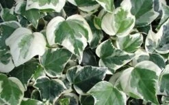 Variegated Algerian Ivy (Hedera Algeriensis 'Gloire De Marengo') - 6 Pack Of Pint Pots -Wilson Bros Gardens 3554 ravensholst ivy