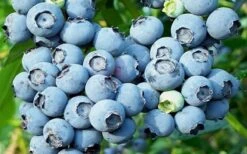 Powderblue Rabbiteye Blueberry - 6 Pack Of 1 Gallon Pots -Wilson Bros Gardens 3591 powder blue blueberry