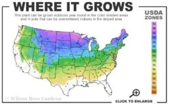 Incrediball Smooth Hydrangea - 3 Gallon Pot -Wilson Bros Gardens 3a 8a