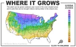 The King Ostrich Fern (Matteuccia Struthiopteris) - 1 Gallon Pot -Wilson Bros Gardens 3a 8b 32