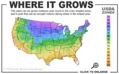 Blue Chip Juniper Tree Form Topiary - 3 Gallon Pot 7 Blue Chip Juniper Tree Form Topiary - 3 Gallon Pot -Wilson Bros Gardens 3a 9b 19