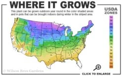 Grancy Graybeard - White Fringe Tree - 3 Gallon Pot -Wilson Bros Gardens 3b 9a