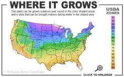 Kaizuka Twisted Juniper - 3 Gallon Pot -Wilson Bros Gardens 3b 9b 1