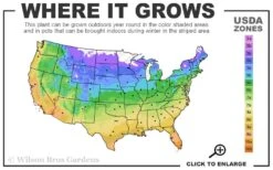 Coral Drift Groundcover Rose - 1 Gallon Pot -Wilson Bros Gardens 4a 11 1