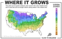 Illuminati Arch Mock Orange (Philadelphus Coronarius) - 3 Gallon Pot -Wilson Bros Gardens 4a 8a 2