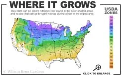 Blue Star Juniper - 1 Gallon Pot 9 Blue Star Juniper - 1 Gallon Pot -Wilson Bros Gardens 4a 8b 22