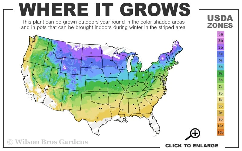 Grace Pink Flowering Smoke Tree - 5 Gallon Pot 5 Grace Pink Flowering Smoke Tree - 5 Gallon Pot - Image 3