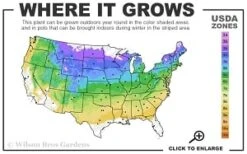 Cardinal Wyszynski Clematis - 1 Gallon Pot -Wilson Bros Gardens 4a 8b thumbnail 1