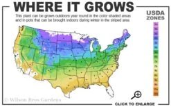 Pachysandra - Japanese Spurge - 18 Count Flat Of Pint Pots -Wilson Bros Gardens 4a 9a 1