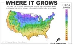 Eastern Redbud - 7 Gallon Pot -Wilson Bros Gardens 4a 9b 85