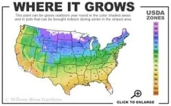 Guiding Promise Clematis - 1 Gallon Pot -Wilson Bros Gardens 4a 9b thumbnail 1