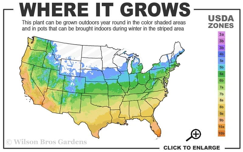 Moonglow Sweetbay Magnolia Tree (Magnolia Virginiana 'Jim Wilson') - 1 Gallon Pot 5 Moonglow Sweetbay Magnolia Tree (Magnolia Virginiana 'Jim Wilson') - 1 Gallon Pot - Image 3