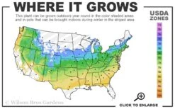 Skeeter's Broom Japanese Maple - 1 Gallon Pot 11 Skeeter's Broom Japanese Maple - 1 Gallon Pot -Wilson Bros Gardens 5a 8b 40