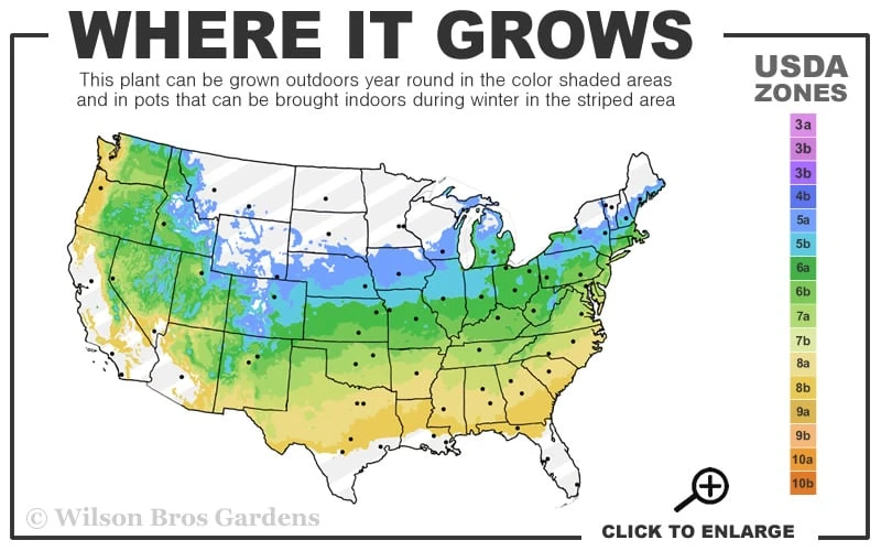 Skeeter's Broom Japanese Maple - 1 Gallon Pot 5 Skeeter's Broom Japanese Maple - 1 Gallon Pot - Image 3