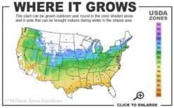 Waveleaf Japanese Maple - 6 Gallon Pot -Wilson Bros Gardens 5a 9a 18