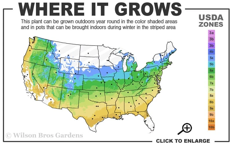 Hana Matoi Pink Leaf Japanese Maple - Acer Palmatum - 3 Gallon Pot 5 Hana Matoi Pink Leaf Japanese Maple - Acer Palmatum - 3 Gallon Pot - Image 3