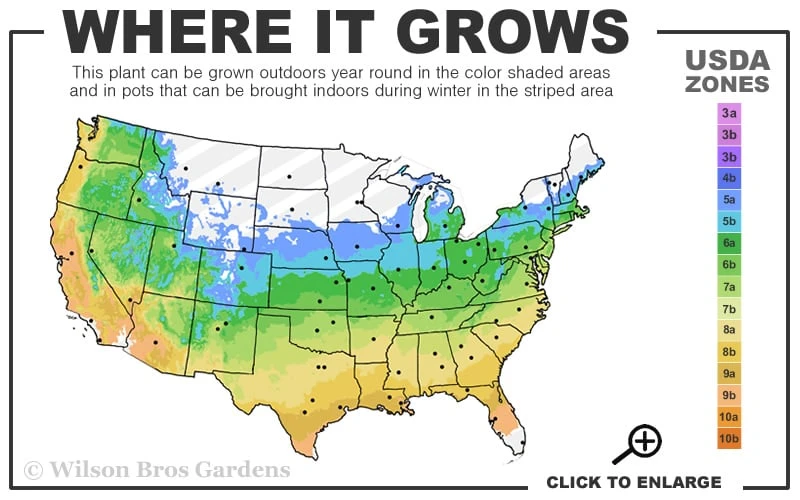 Centennial Star Magnolia - 3 Gallon Pot 5 Centennial Star Magnolia - 3 Gallon Pot - Image 3