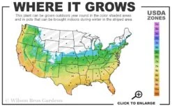 Black Mondo Grass (Ophiopogon Planiscapus 'Nigrescens') - 6 Pack Of Pint Pots -Wilson Bros Gardens 5b 11 1