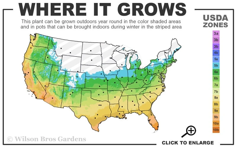 Claudia Wannamaker Southern Magnolia - 3 Gallon Pot 5 Claudia Wannamaker Southern Magnolia - 3 Gallon Pot - Image 3