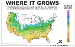 Graham Blandy Columnar Boxwood - 5 Gallon Pot -Wilson Bros Gardens 5b 9b 4