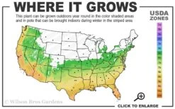 Snow Flurry Hardy Gardenia - 3 Gallon Pot -Wilson Bros Gardens 6a 10a 3