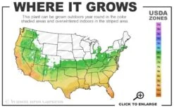 April Pink Cold Hardy Camellia Japonica - 3 Gallon Pot -Wilson Bros Gardens 6a 10b 1