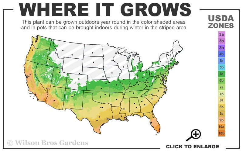 Aztec Grass (Liriope Muscari) - 10 Pack Of Pint Pots 5 Aztec Grass (Liriope Muscari) - 10 Pack Of Pint Pots - Image 3