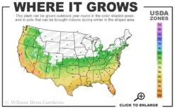 Silvery Sunproof Variegated Liriope - Lilyturf - 6 Pack Of 1 Gallon Pots -Wilson Bros Gardens 6a 11 6