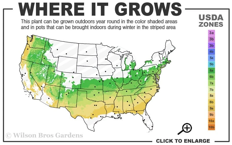 Dwarf Variegated Boxwood - 3 Gallon Pot 5 Dwarf Variegated Boxwood - 3 Gallon Pot - Image 3
