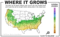 Justin Brouwers Dwarf Boxwood - 6 Pack Of 1 Gallon Pots -Wilson Bros Gardens 6a 8b 3