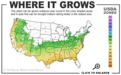 Sir Robert Dwarf Azalea - 6 Pack Of 1 Gallon Pots -Wilson Bros Gardens 6a 9a