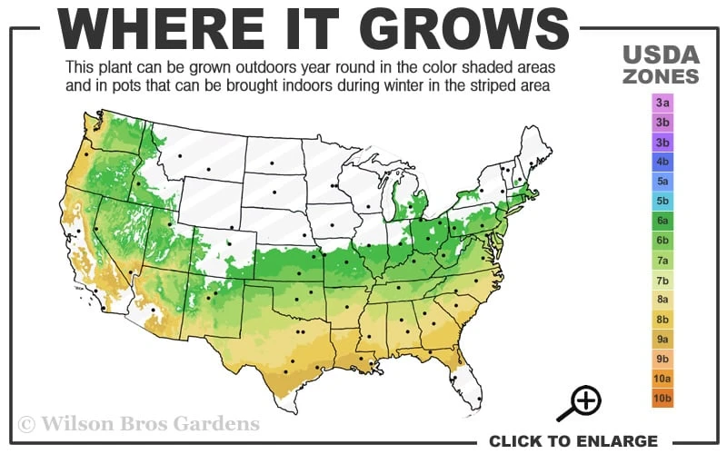 Orion Dwarf Red Japanese Maple - 5 Gallon Pot 5 Orion Dwarf Red Japanese Maple - 5 Gallon Pot - Image 3