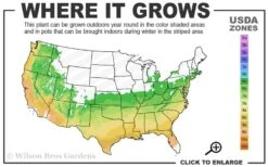 Millie Mac Native Azalea (Rhododendron) - 3 Gallon Pot -Wilson Bros Gardens 6a 9b 45