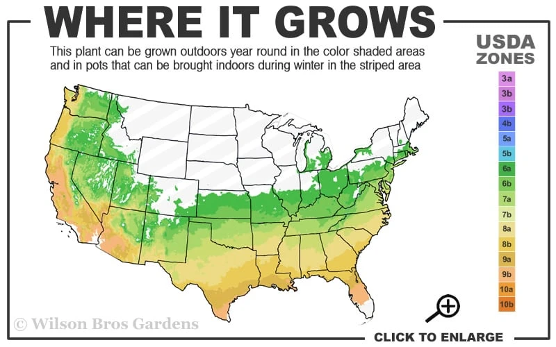 Tallulah Sunrise Native Azalea (Rhododendron) - 1 Gallon Pot 5 Tallulah Sunrise Native Azalea (Rhododendron) - 1 Gallon Pot - Image 3