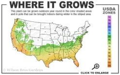Angus Cold Hardy Eucalyptus Tree (Eucalyptus Nicholii) - 1 Gallon Pot 12 Angus Cold Hardy Eucalyptus Tree (Eucalyptus Nicholii) - 1 Gallon Pot -Wilson Bros Gardens 6b 10b 11