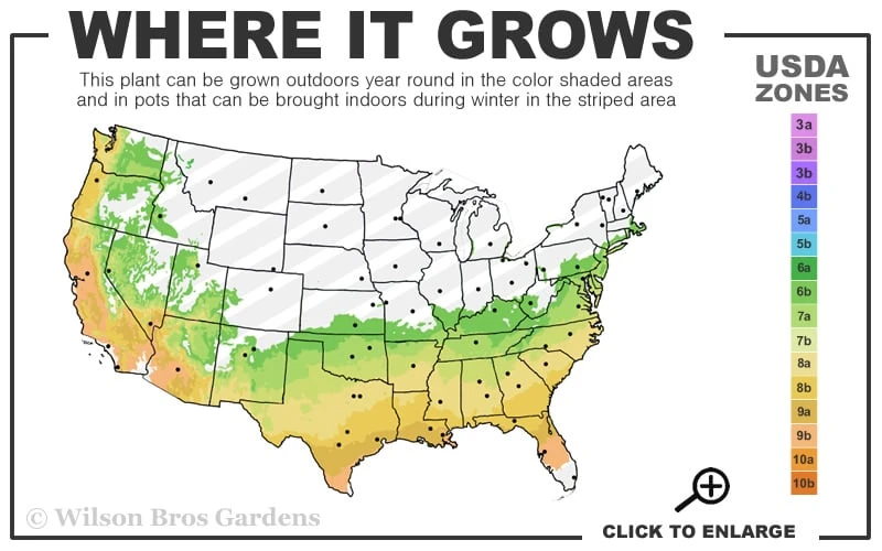 Pink Explosion Bloom 'N Again Azalea - 2 Gallon Pot 5 Pink Explosion Bloom 'N Again Azalea - 2 Gallon Pot - Image 3