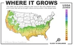 Brightwell Rabbiteye Blueberry - 6 Pack Of 1 Gallon Pots -Wilson Bros Gardens 6b 9b 22