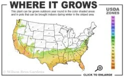 Deodar Cedar Tree - 1 Gallon Pot -Wilson Bros Gardens 7a 10a 1