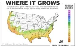 Texas Everbearing Fig Tree - 1 Gallon Pot 11 Texas Everbearing Fig Tree - 1 Gallon Pot -Wilson Bros Gardens 7a 10b 85