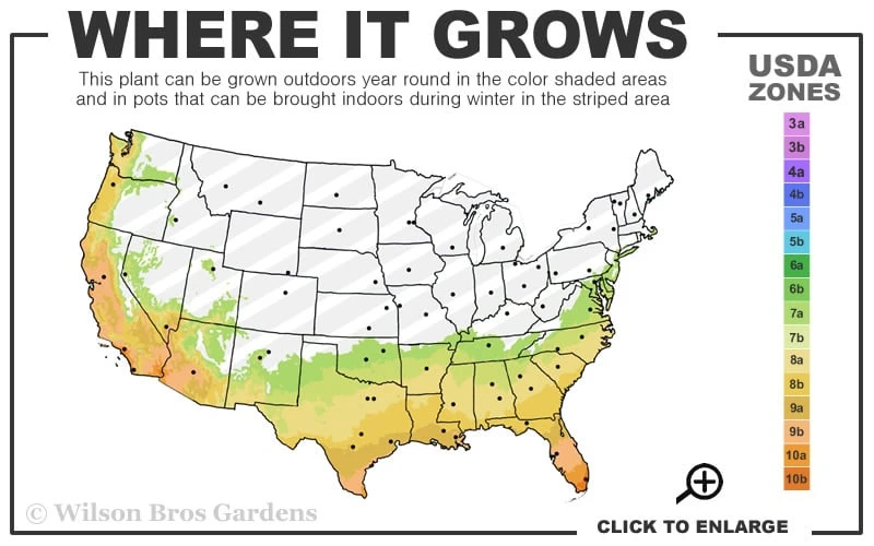 Texas Everbearing Fig Tree - 1 Gallon Pot 5 Texas Everbearing Fig Tree - 1 Gallon Pot - Image 3