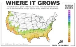 Bobbie Fain Red & White Variegated Camellia Japonica - 3 Gallon Pot 7 Bobbie Fain Red & White Variegated Camellia Japonica - 3 Gallon Pot -Wilson Bros Gardens 7a 9b 99