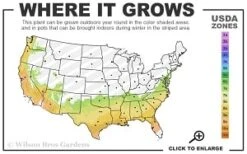Moonlit Lace Viburnum - 1 Gallon Pot -Wilson Bros Gardens 7a 9b thumbnail 3