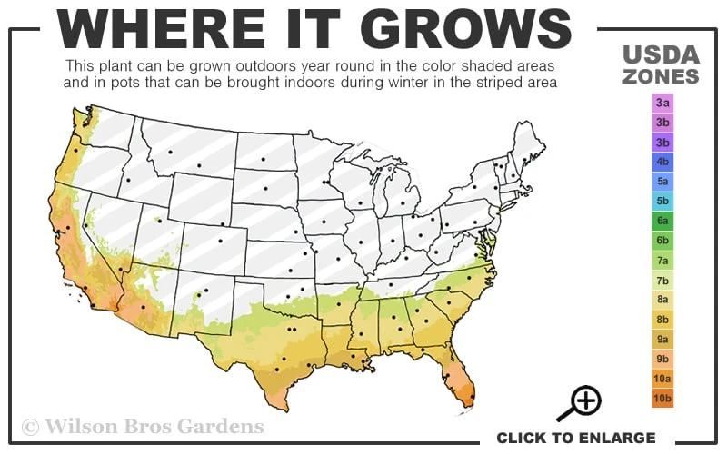 Pink Formosa Azalea - 6 Pack Of 1 Gallon Pots 5 Pink Formosa Azalea - 6 Pack Of 1 Gallon Pots - Image 3