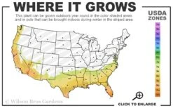 George L. Taber Southern Indica Azalea - 7 Gallon Pot -Wilson Bros Gardens 7b 10b 6