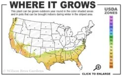 Alapaha Rabbiteye Blueberry - 1 Gallon Pot -Wilson Bros Gardens 7b 9b 2