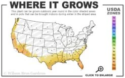 Black Mission Fig Tree - 3 Gallon Pot -Wilson Bros Gardens 8a 11 21