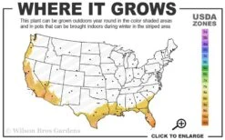 Red Cluster Bottlebrush Tree - 3 Gallon Pot -Wilson Bros Gardens 8b 11