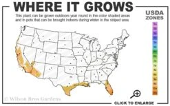 Meyer Lemon Tree (Citrus X Meyeri) - 5 Gallon Pot 9 Meyer Lemon Tree (Citrus X Meyeri) - 5 Gallon Pot -Wilson Bros Gardens 9a 11