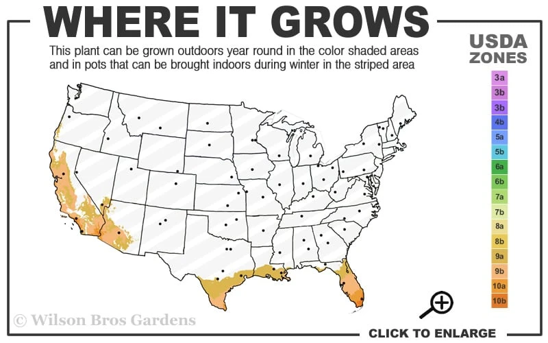 Meyer Lemon Tree (Citrus X Meyeri) - 5 Gallon Pot 5 Meyer Lemon Tree (Citrus X Meyeri) - 5 Gallon Pot - Image 3